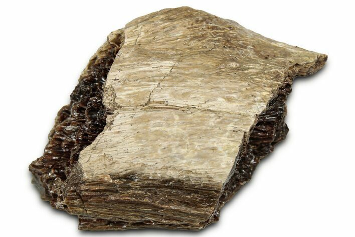 Fossil Tyrannosaur (T rex) Bone Section - Wyoming #328668